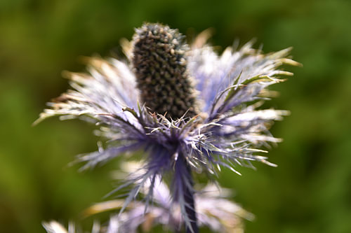 Kogeldistel