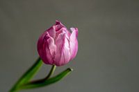 tulip