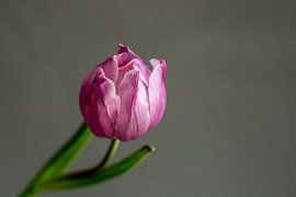 Tulpe von Ellen Snoek