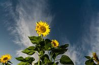 Zonnebloemen van Kees Rustenhoven thumbnail