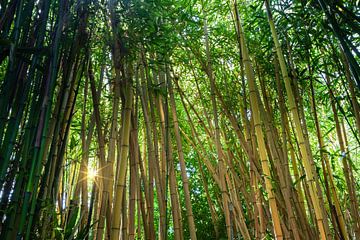 Bambus mit Sonne