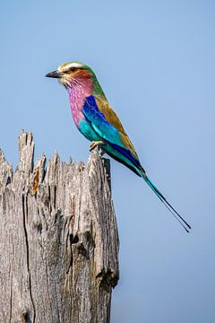 Kleurrijke vogel in Zambia van Sander Voost