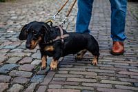 Timo