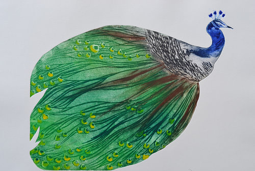 Peacock A