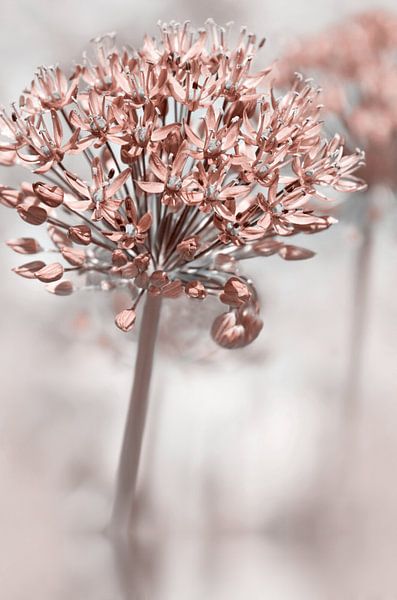 Ornamental leeks by Violetta Honkisz