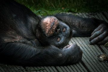 Chimpansee in rust van Irma Heisterkamp