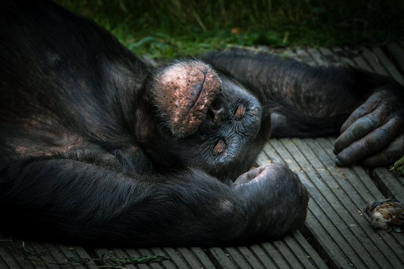 Chimpanzé au repos par Irma Heisterkamp