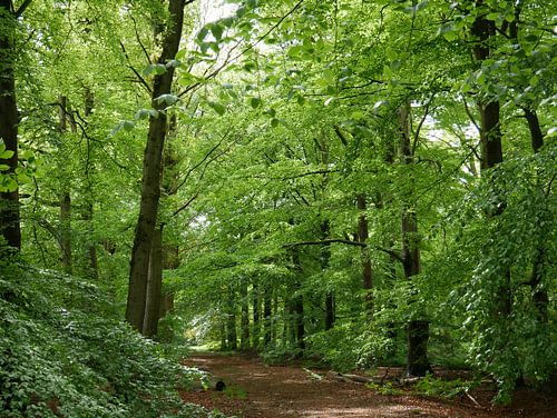 A beech avenue on the estate De Vossenberg.
