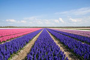 Blauwe en roze hyacinten