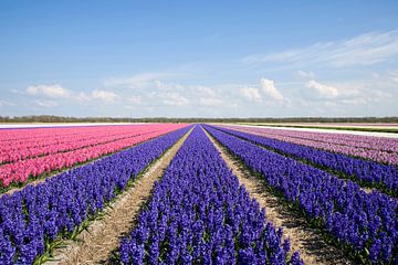 Blauwe en roze hyacinten van Barbara Brolsma