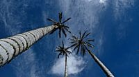 Palmen im Valle de Corora Salento, Kolumbien. von Geerke Burgers Miniaturansicht