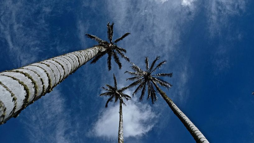 Palmen im Valle de Corora Salento, Kolumbien. von Geerke Burgers