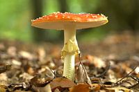Fly agaric