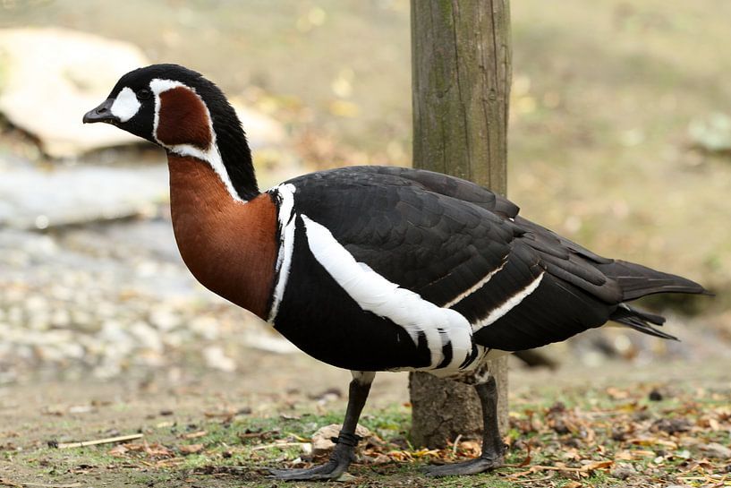 Rothalsgans von Sander Miedema