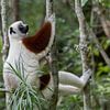 Coquerel’s Sifaka. van Tim Link