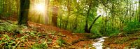 Forest with brook