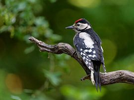 Great Spotted Woodpecker juvenile by Roos Piek