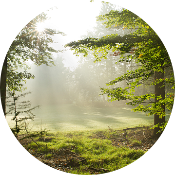 Boslicht in Oktober van FotoCreatives