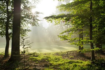 Waldlicht im Oktober