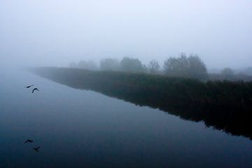 Canards sur Koen Smit