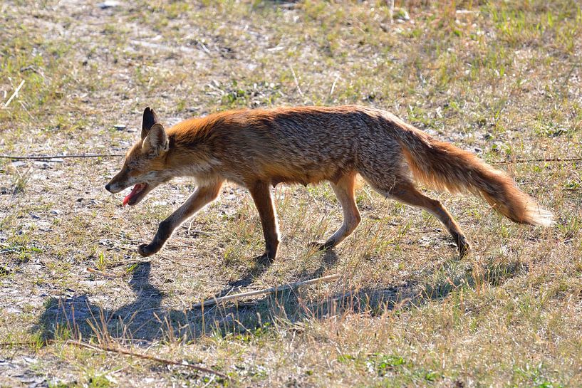 Red fox m backlight by Karin Jähne
