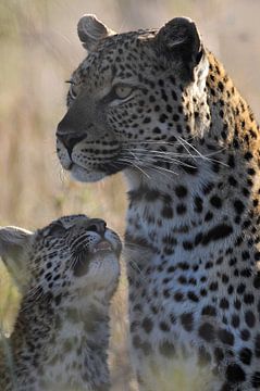 Luipaard moeder met cub van Ingrid Boellaard