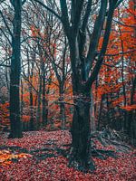 Herbst 16