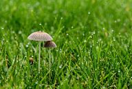 Pilz unter Mutter Regenschirm von Jaap Mulder Miniaturansicht