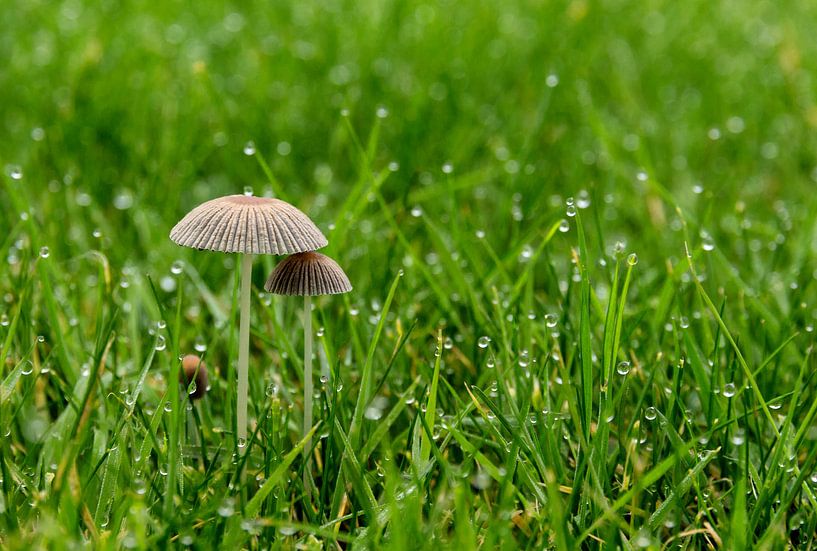 Pilz unter Mutter Regenschirm von Jaap Mulder