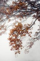 Äste mit Herbstlaub im Nebel