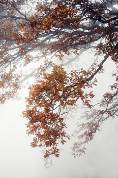 Takken met herfstbladeren in de mist van Alexandra Schmid