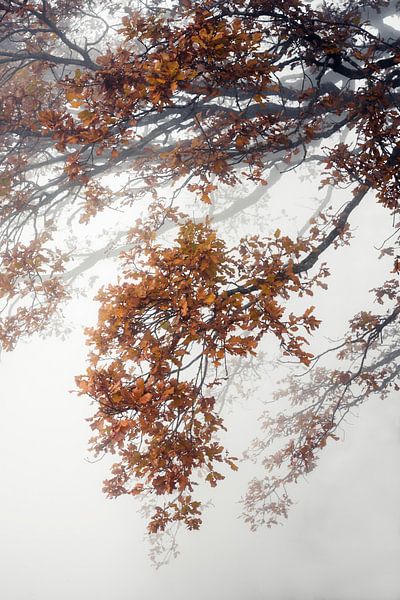 Äste mit Herbstlaub im Nebel von Alexandra Schmid
