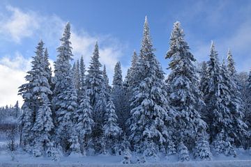 Snowy firs under a blue sky by Claude Laprise