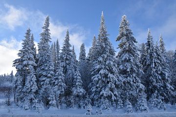 Besneeuwde sparren onder een blauwe hemel van Claude Laprise