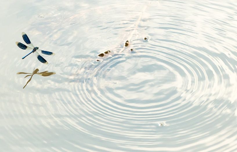 Weidebeekjuffer by Hennie Zeij