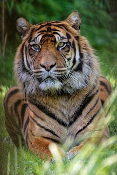 Siberische tijger van Tilly Meijer