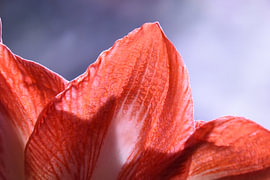 hollyhock leaves by Erik Buitenhuis