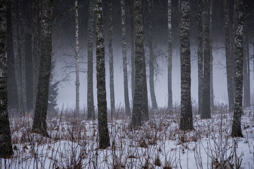 Forest by Ingrid van Wolferen