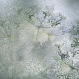 Frosty flower art (bewerking van fluitenkruid in koele pasteltinten) van Birgitte Bergman