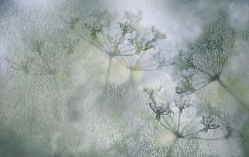 Frostige Blumenkunst (Ausarbeitung von Kuh Petersilie in kühlen Pastelltönen) von Birgitte Bergman