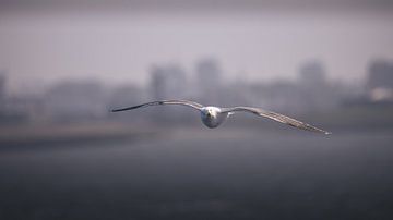 Seagull