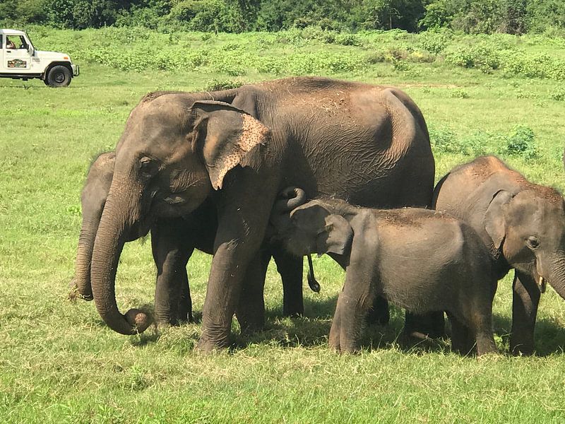 Sri lanka elephants baby drinks by stephanie van gent