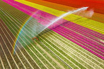 Tulips in a field sprayed by an agricultural sprinkler