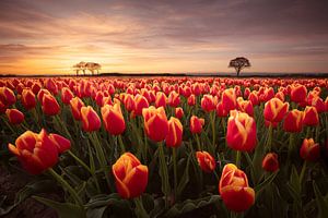 Tulpenzee bij zonsondergang met boompjes aan de horizon