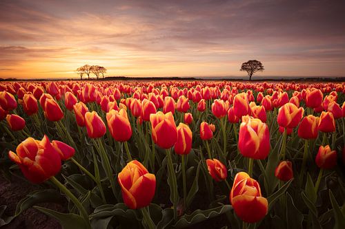 Ein Meer aus Tulpen bei Sonnenuntergang mit kleinen Bäumen am Horizont von KB Design & Photography (Karen Brouwer)