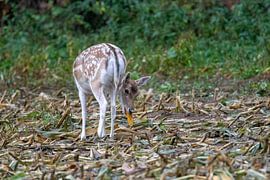 Damhert van Johan Ooghe