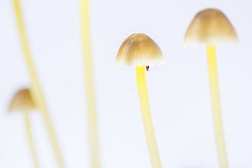 Groepje paddenstoelen van Danny Slijfer Natuurfotografie