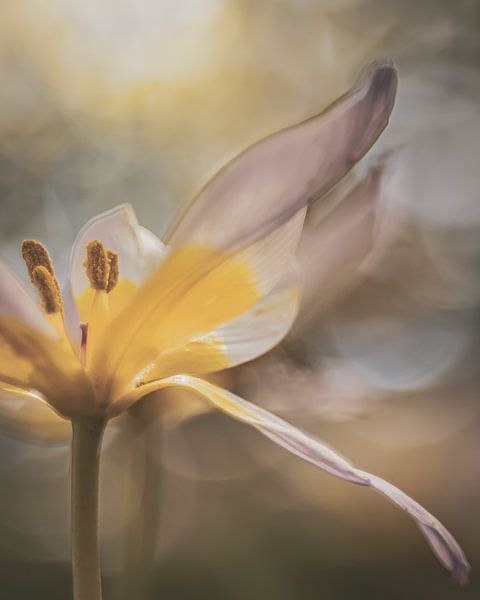 Tulp in zacht licht van Adje Photography