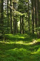 In het bos