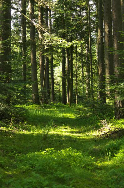 In the forest by Daniel Dorst